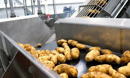 Libia -Línea de producción de patatas fritas y línea de producción de patatas fritas